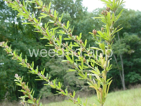 lespedeza, sericea